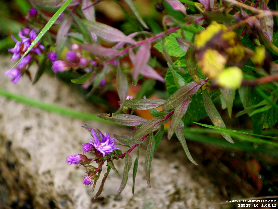 33538CrLe - Zoo photography trip with Don - Ty